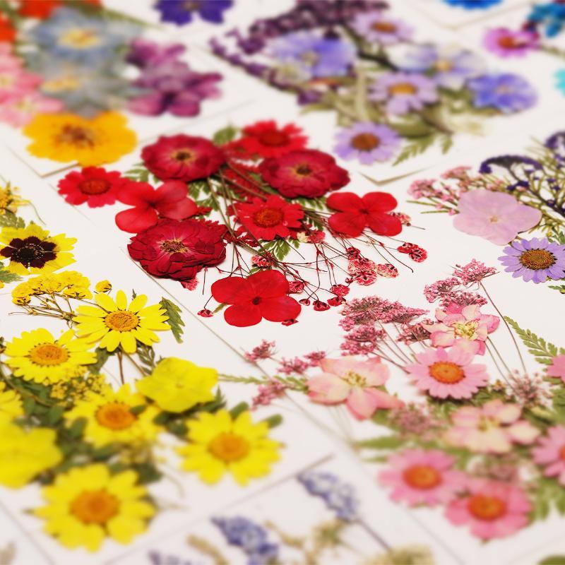 Nail Art Natural - Dried Flowers Real Natural Plant Pressed